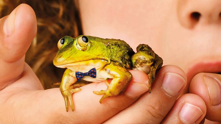 Groene kikker op een kinderhandje