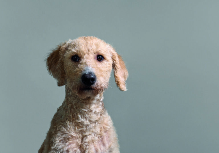 Henry-20van-20Loon-20-20Jannie-20The-20Show-20Dog-20-28Jouk-20Oosterhof-29-202