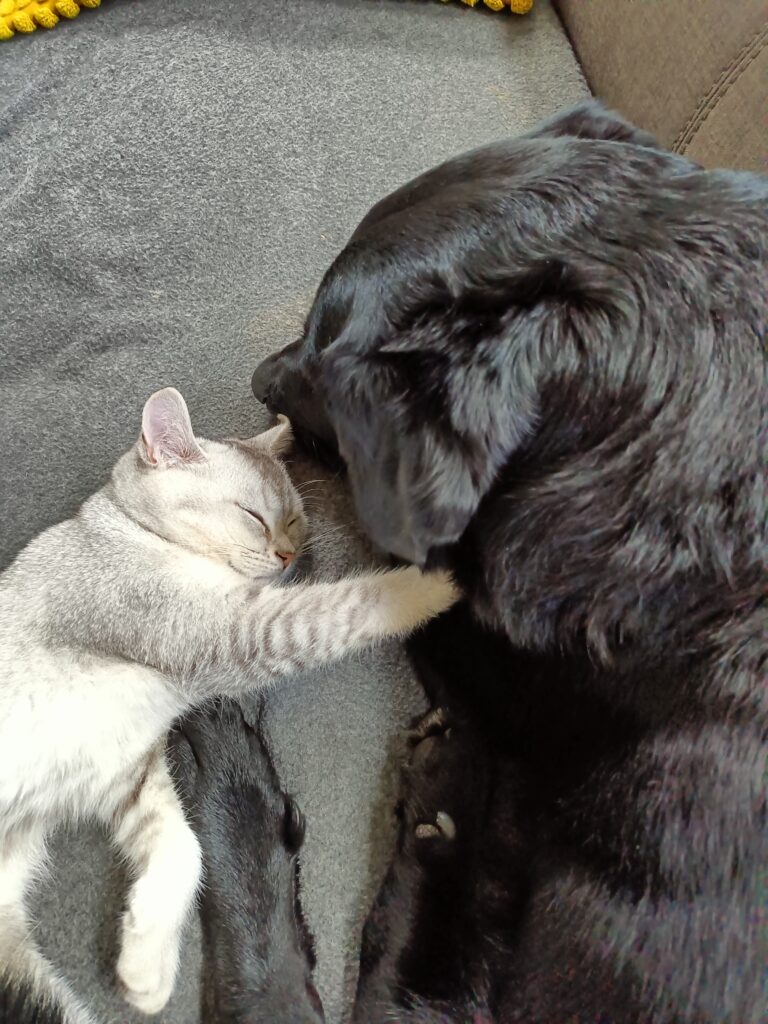 Hond en een kat die samen bij elkaar liggen